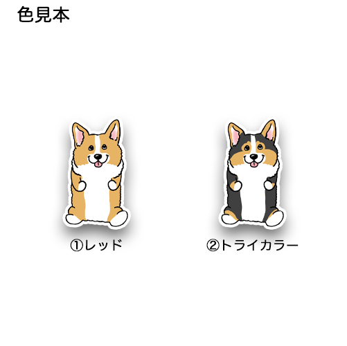 おすわりしてるコーギーちゃん。15-2