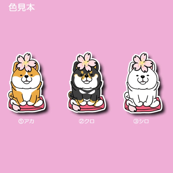 シバちゃんの春のご挨拶。39-12