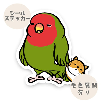 そろそろ眠いコザクラインコちゃん。