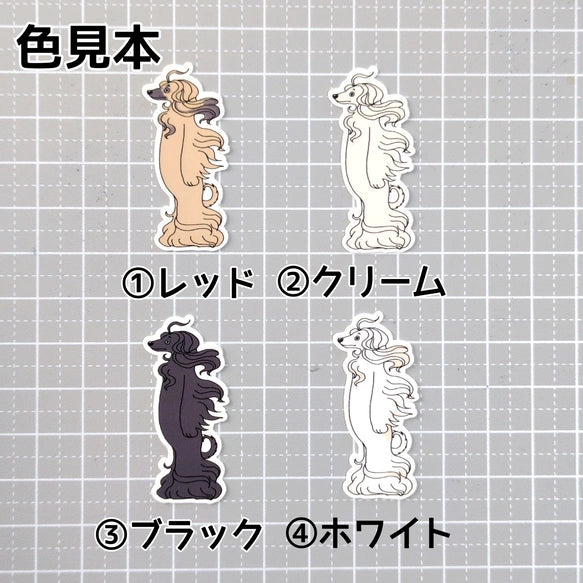 風に吹かれるアフガンハウンドさん。4-3