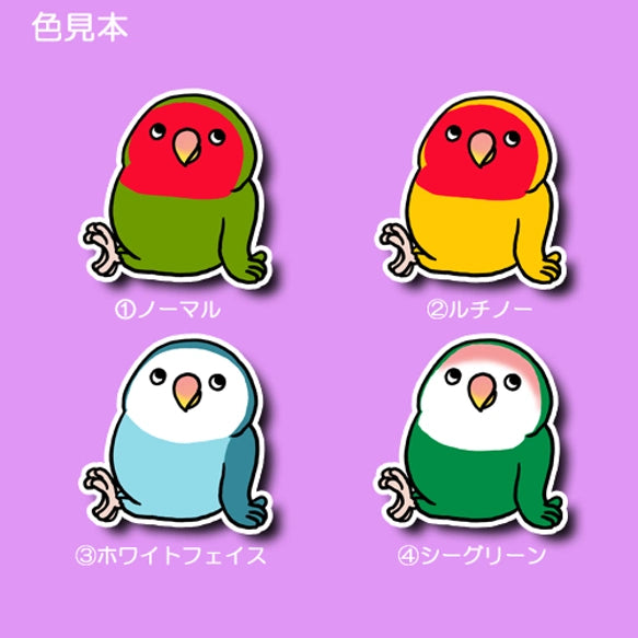 くつろぎコザクラインコちゃん