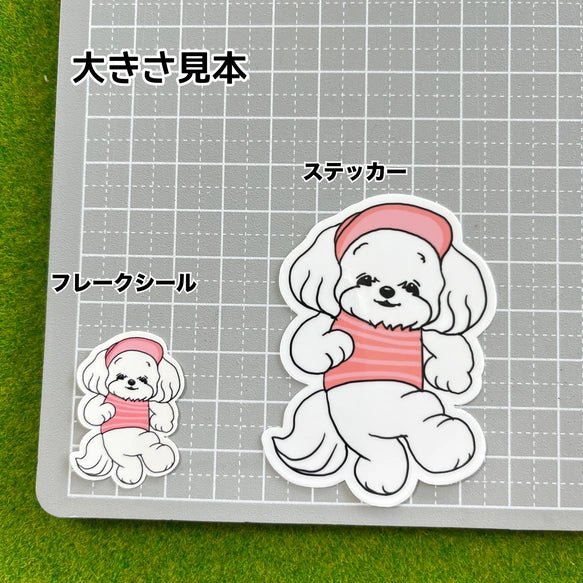 夏のお散歩のマルチーズちゃん。109-