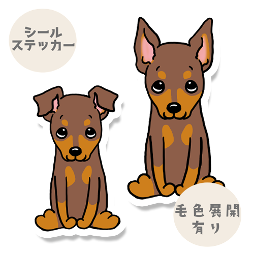 おすわりしてるミニピンちゃん。113-15