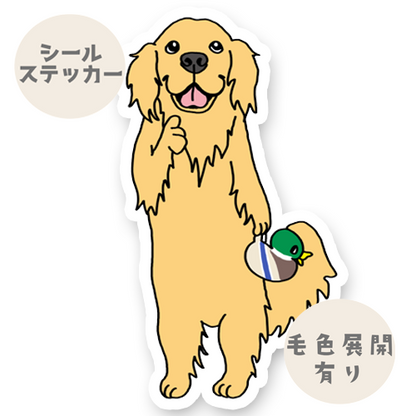 お気に入りのカモを見つけたゴールデンちゃん。32-11