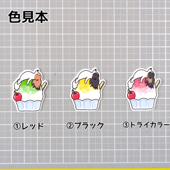 かき氷で冷えてるパピヨンちゃん。80-