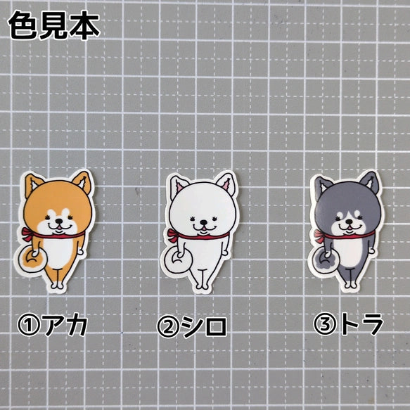 かわいいアキタイヌちゃん。3-3