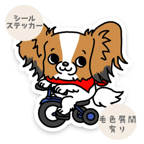 三輪車で走り続けるパピヨンちゃん。80-