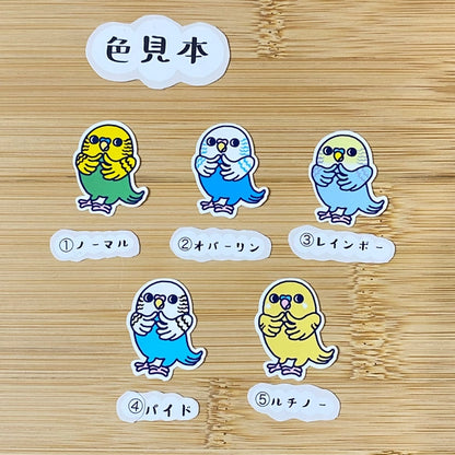 かわいいセキセイインコちゃん。
