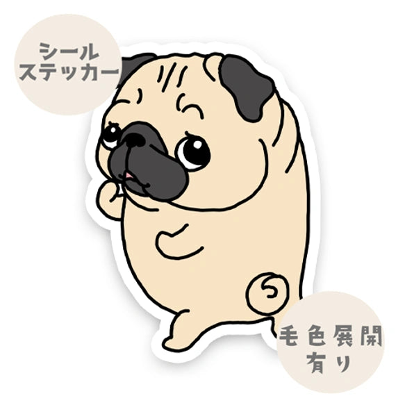 ン？って言ってるパグちゃん。76-