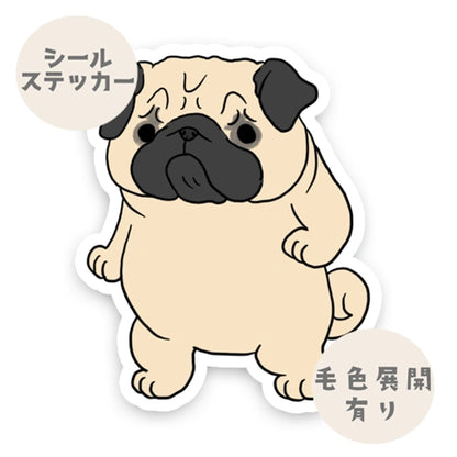 驚いて止まっちゃったパグちゃん。76-