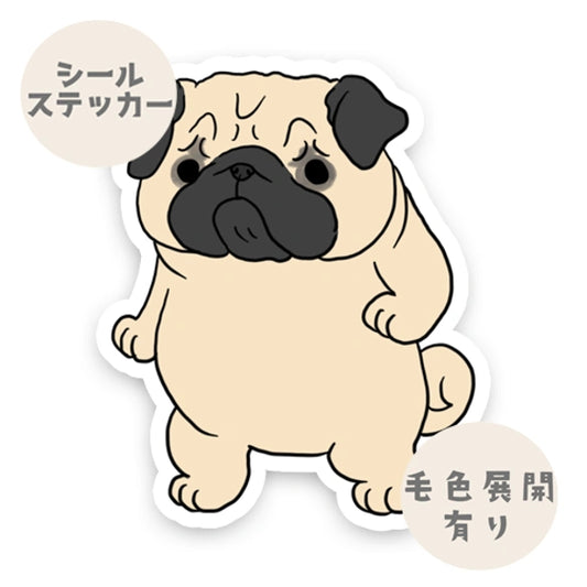 驚いて止まっちゃったパグちゃん。76-