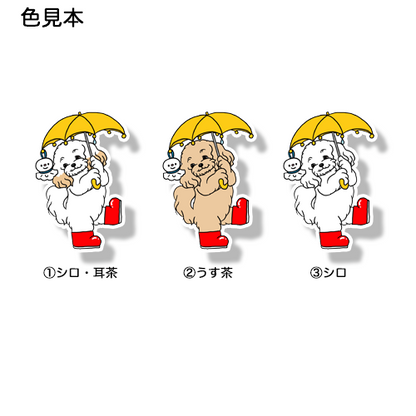 梅雨のお散歩のマルプーちゃん。111-17