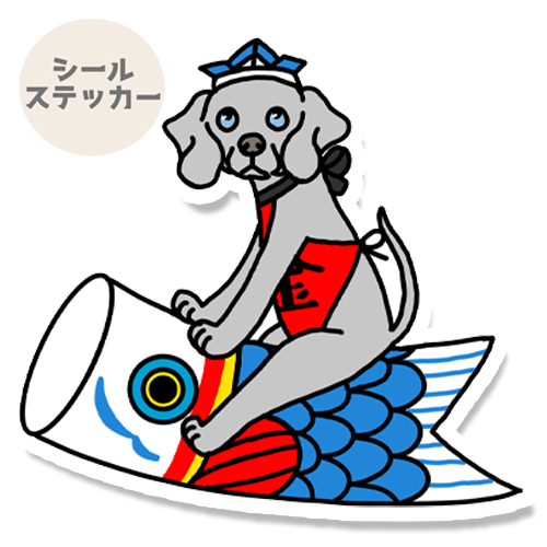 端午の節句のワイマラナーさん。123-3