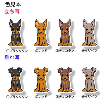 おすわりしてるミニピンちゃん。113-15