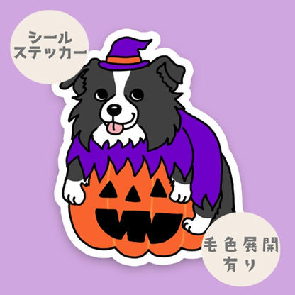 オバケカボチャとボーダーコリーちゃん。106-