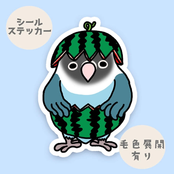 スイカボタンインコちゃん。