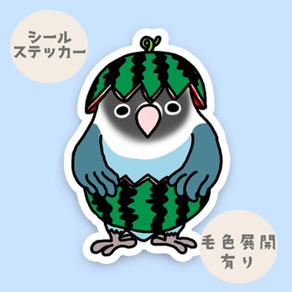 スイカボタンインコちゃん。