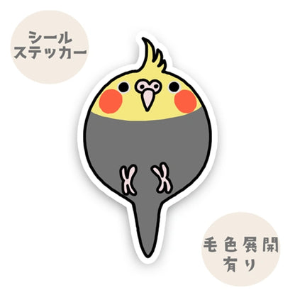 コロコロオカメインコちゃん。