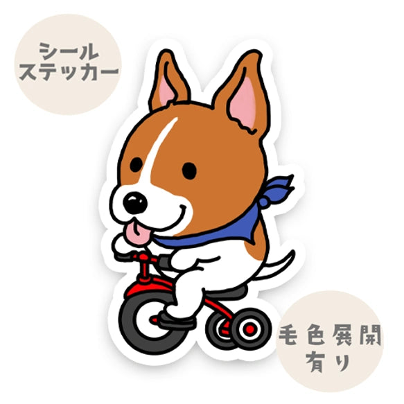 三輪車で走り続ける立ち耳ジャックラッセルちゃん。43-10