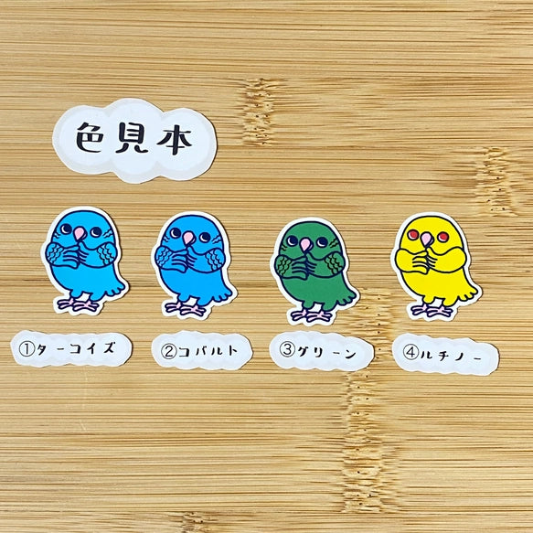 かわいいサザナミインコちゃん。