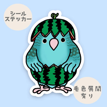 スイカサザナミインコちゃん。