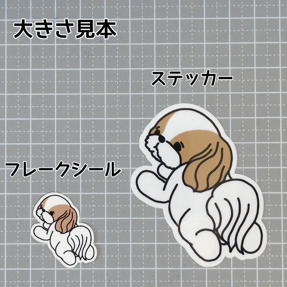 待ってるシーズーちゃん。35-5