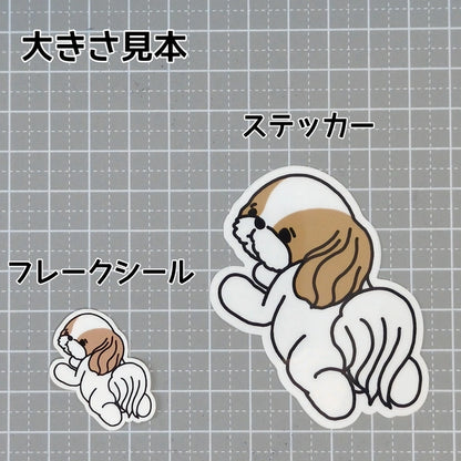 待ってるシーズーちゃん。35-5