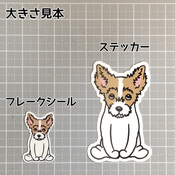 おすわりしてる立ち耳ジャックラッセルちゃん。43-3
