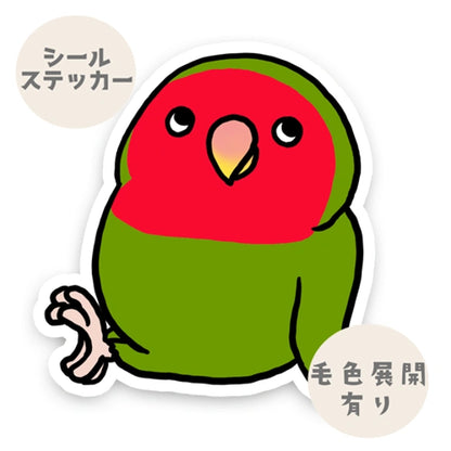 くつろぎコザクラインコちゃん