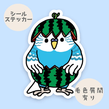 スイカセキセイインコちゃん。