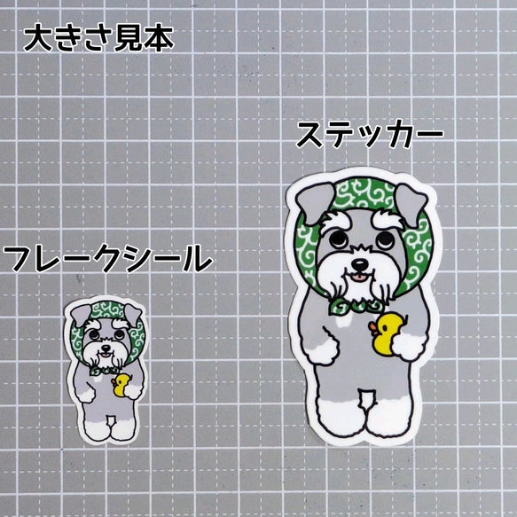 ほっかむりのシュナウザーちゃん。44-5