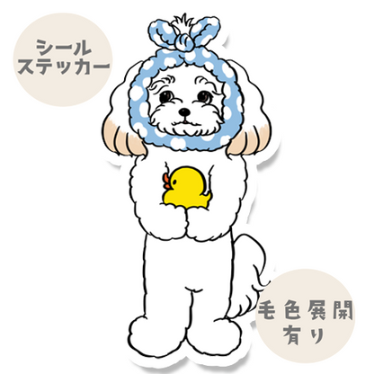 お風呂上がりのマルプーちゃん。111-12