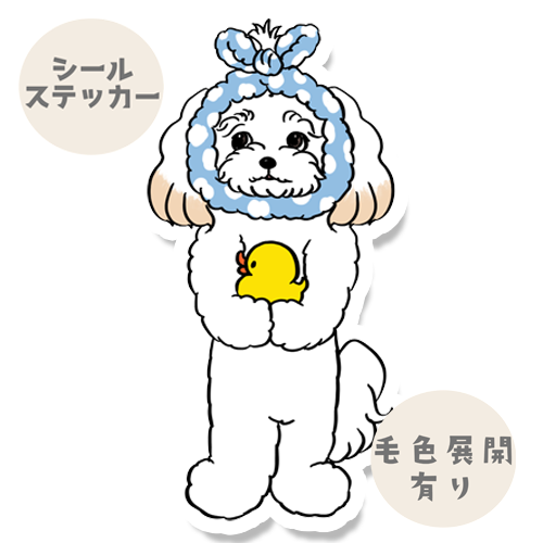 お風呂上がりのマルプーちゃん。111-12