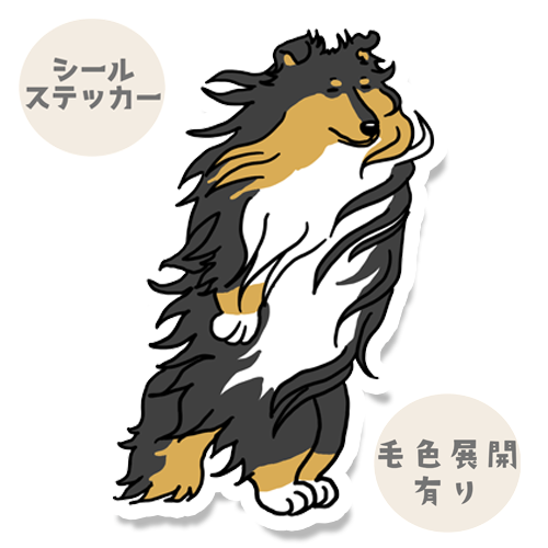 風に吹かれるラフコリーさん。116-3