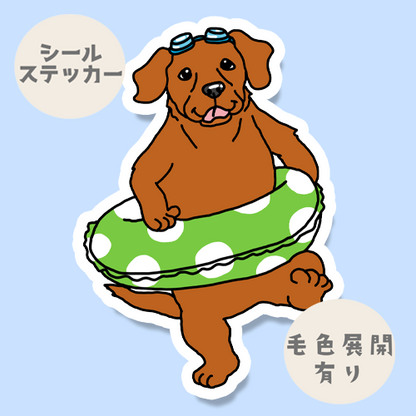 準備万端でプールを楽しむラブラドールちゃん。117-15