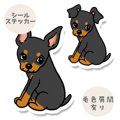 こっちを見ているミニピンちゃん。113-16