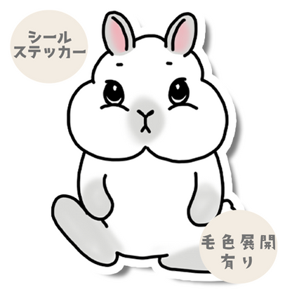 見つめるネザーランドドワーフちゃん。185-3