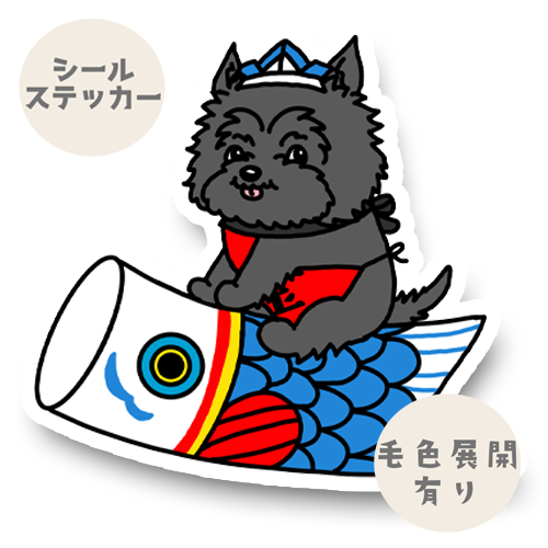 端午の節句のケアーンテリアちゃん。29-5