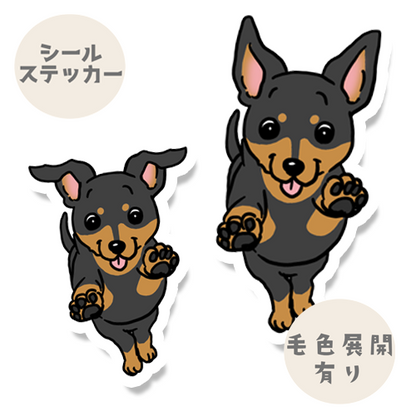 走ってくるミニピンちゃん。113-25