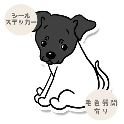 おすわりしてるニホンテリアちゃん。71-3