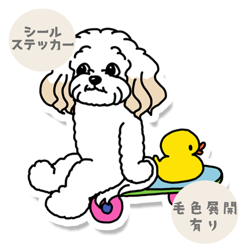 誰かと遊べるのを待ってるマルプーちゃん。111-7