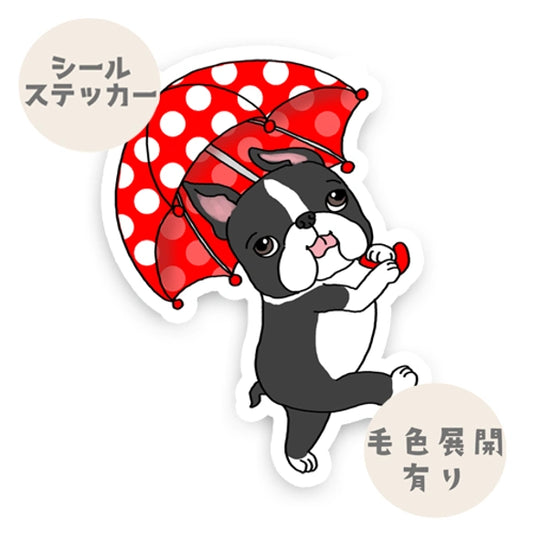 雨の日もお散歩ボストンテリアちゃん。101-
