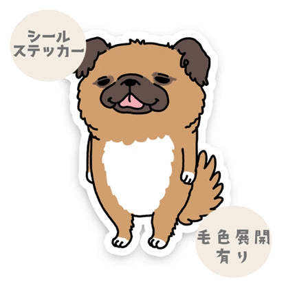 いい子でお留守番してたチワペキちゃん。62-6