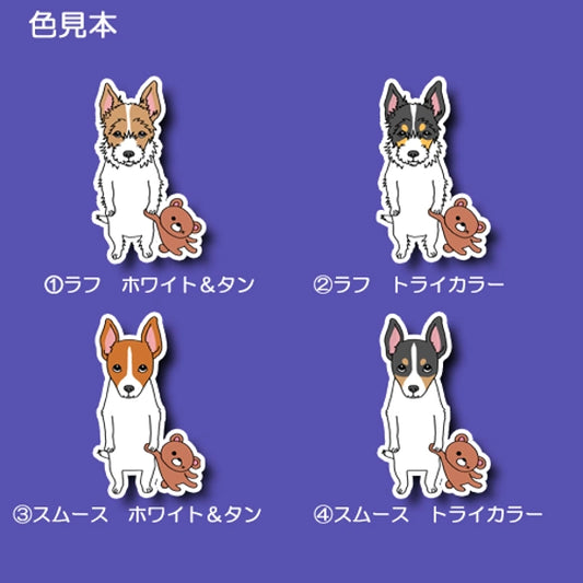 遊んでほしい立ち耳ジャックラッセルちゃん。43-12