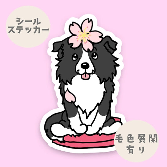 ボーダーコリーちゃんの春のご挨拶。106-