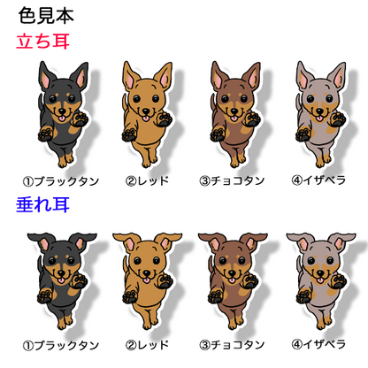 走ってくるミニピンちゃん。113-25