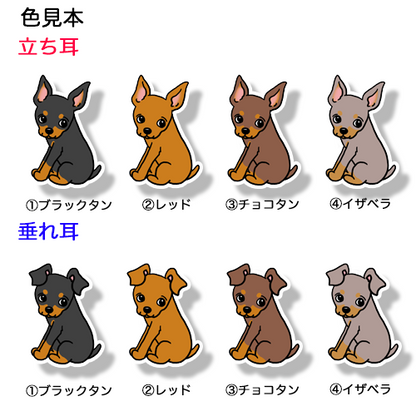 こっちを見ているミニピンちゃん。113-16