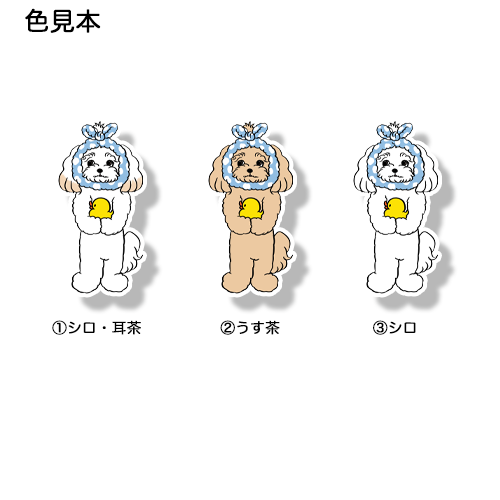 お風呂上がりのマルプーちゃん。111-12