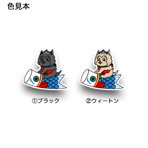 端午の節句のケアーンテリアちゃん。29-5