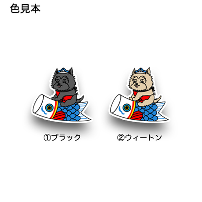 端午の節句のケアーンテリアちゃん。29-5